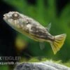 Nilkugelfisch, Tetraodon Fahaka (lineatus) 1 Nilkugelfisch, Tetraodon Fahaka (lineatus) -AQUATLATI Geschaft Nilkugelfisch Tetraodon fahaka lineatus