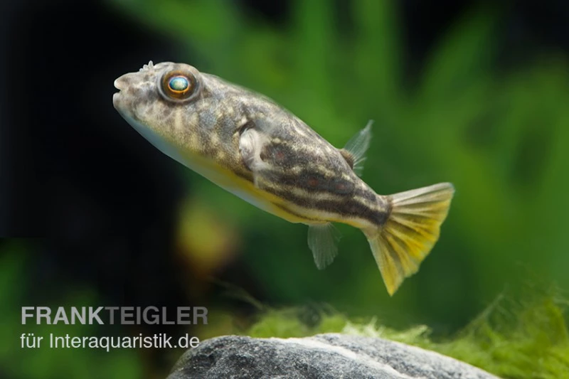 Nilkugelfisch, Tetraodon Fahaka (lineatus) 3 Nilkugelfisch, Tetraodon Fahaka (lineatus)