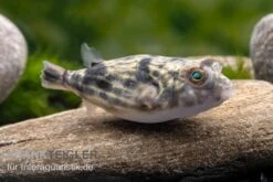 Nilkugelfisch, Tetraodon Fahaka (lineatus) 13 Nilkugelfisch, Tetraodon Fahaka (lineatus) -AQUATLATI Geschaft Nilkugelfisch Tetraodon fahaka lineatus 1