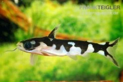 AQUATLATI Geschaft 13 AQUATLATI Geschaft -AQUATLATI Geschaft Ninja Tatia Tatia musaica2