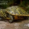 Nördliche Rotbauch-Schildkröte, Pseudemys Rubriventris 1 Nördliche Rotbauch-Schildkröte, Pseudemys Rubriventris -AQUATLATI Geschaft Noerdliche Rotbauch Schildkroete Pseudemys rubriventris 1