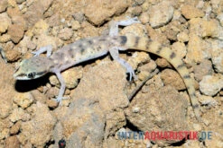 Nördlicher Sandgecko, Tropiocolotes Tripolitanus -AQUATLATI Geschaft Noerdlicher Sandgecko Tropiocolotes tripolitanus 3