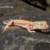 Nordafrikanischer Dünnfingergecko, Stenodactylus Petrii -AQUATLATI Geschaft Nordafrikanischer Duennfingergecko Stenodactylus petrii 1