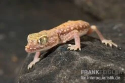 Nordafrikanischer Dünnfingergecko, Stenodactylus Petrii 5 Nordafrikanischer Dünnfingergecko, Stenodactylus Petrii -AQUATLATI Geschaft Nordafrikanischer Duennfingergecko Stenodactylus petrii 2