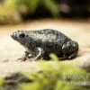 Östliche Engmund-Kröte, Gastrophryne Carolinensis -AQUATLATI Geschaft Oestliche Engmund Kroete Gastrophryne carolinensis 1