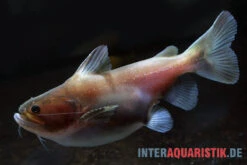 Oger-Wels, Asterophysus Batrachus -AQUATLATI Geschaft Oger Wels Asterophysus batrachus 1