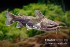 Oger-Wels, Asterophysus Batrachus