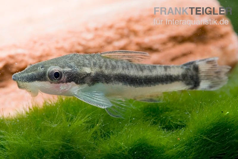 Bundle: 6x Ohrgitterharnischwels, Otocinclus Affinis (6 Stück) 3 Bundle: 6x Ohrgitterharnischwels, Otocinclus Affinis (6 Stück)
