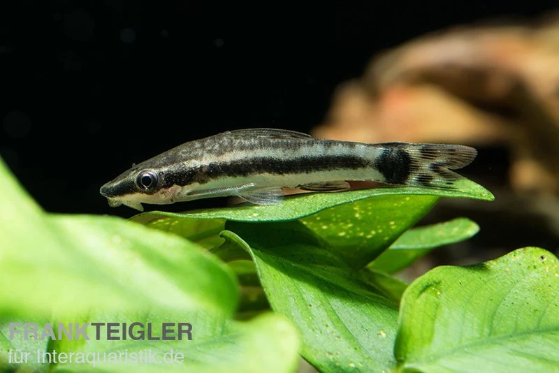 Bundle: 6x Ohrgitterharnischwels, Otocinclus Affinis (6 Stück) 5 Bundle: 6x Ohrgitterharnischwels, Otocinclus Affinis (6 Stück) – Bild 3