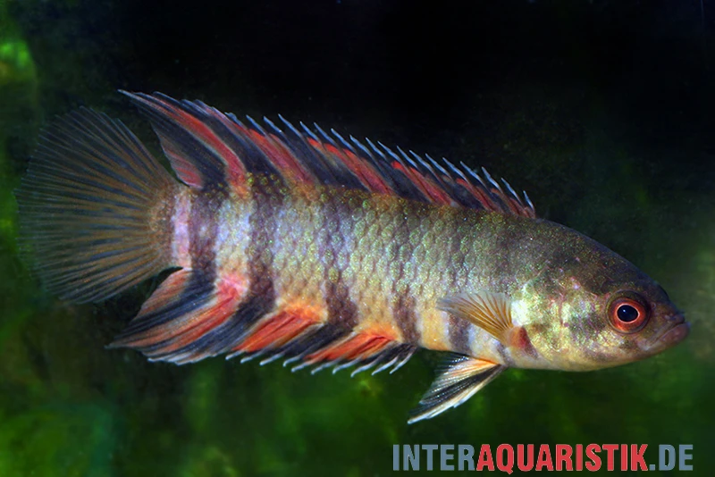 Orange-Buschfisch, Microctenopoma Ansorgii 3 Orange-Buschfisch, Microctenopoma Ansorgii