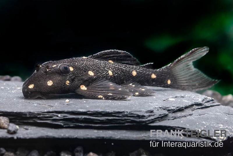 Orange Spot Pleco, LDA31, Panaqolus Albomaculatus 4 Orange Spot Pleco, LDA31, Panaqolus Albomaculatus - Image 2
