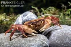 Orangenkrabbe, Sundathelphusa Sp. "orange" -AQUATLATI Geschaft Orangenkrabbe Sundathelphusa sp orange 2