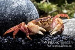 Orangenkrabbe, Sundathelphusa Sp. "orange" -AQUATLATI Geschaft Orangenkrabbe Sundathelphusa sp orange 3