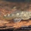 Orinoco-Cheatostoma, Chaetostoma Pearsei "L187" -AQUATLATI Geschaft Orinoco Cheatostoma Chaetostoma pearsei L187 1