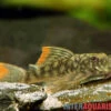 Orinoko-Guyanaharnischwels, Guyanancistrus Guahiborum "L106" -AQUATLATI Geschaft Orinoko Guyanaharnischwels Guyanancistrus guahiborum L106 2