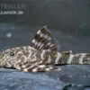 Orinoko Zwergschilderwels, L 202, Peckoltia Lineola -AQUATLATI Geschaft Orinoko Zwergschilderwels L 202 Peckoltia lineola