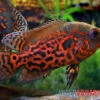 Oscar Rot-Tiger, Astronotus Ocellatus