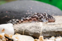 Ozelot-Harnischwels, Hypancistrus Spec. L174, 3-4 Cm -AQUATLATI Geschaft Ozelot Harnischwels Hypancistrus spec L174 2