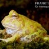 Albino Pacman-Frog, Schmuckhornfrosch, Ceratophrys Cranwelli Albino 2 Albino Pacman-Frog, Schmuckhornfrosch, Ceratophrys Cranwelli Albino -AQUATLATI Geschaft Pacmanfrog Schmuckhornfrosch Ceratophrys cranwell