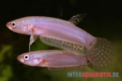 Pallifina-Kampffisch, Betta Pallifina, Paarweise