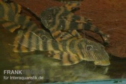 Harnischwels, L397, Panaqolus Sp. -AQUATLATI Geschaft Panaquolus L397