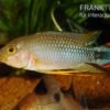 Panduros Zwergbuntbarsch, Apistogramma Panduro, Paarwweise 1 Panduros Zwergbuntbarsch, Apistogramma Panduro, Paarwweise -AQUATLATI Geschaft Panduros Zwergbuntbarsch Apistogramma panduro neu 1