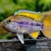 Papagei-Zwergbuntbarsch, Apistogramma Cf. Ortegai "Purple", Paarweise -AQUATLATI Geschaft Papagei Zwergbuntbarsch Apistogramma cf ortegai Purple 1