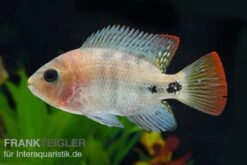 Quetzal-Buntbarsch, Cichlasoma Synspilum, DNZ 7 Quetzal-Buntbarsch, Cichlasoma Synspilum, DNZ -AQUATLATI Geschaft Paraneetroplus melanurus 7