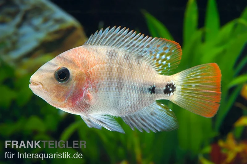 Quetzal-Buntbarsch, Cichlasoma Synspilum, DNZ 3 Quetzal-Buntbarsch, Cichlasoma Synspilum, DNZ