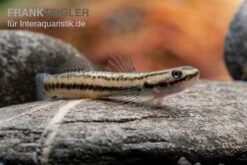 Pelewensis-Grundel, Stiphodon Pelewensis, 1 Paar -AQUATLATI Geschaft Pelewensis Grundel Stiphodon pelewensis female 1
