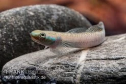 Pelewensis-Grundel, Stiphodon Pelewensis, 1 Paar -AQUATLATI Geschaft Pelewensis Grundel Stiphodon pelewensis male 2