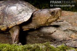 Pennsylvania-Klappschildkröte, Kinosternon Subrubrum 5 Pennsylvania-Klappschildkröte, Kinosternon Subrubrum -AQUATLATI Geschaft Pennsylvania Klappschildkroete Kinosternon subrubrum 1