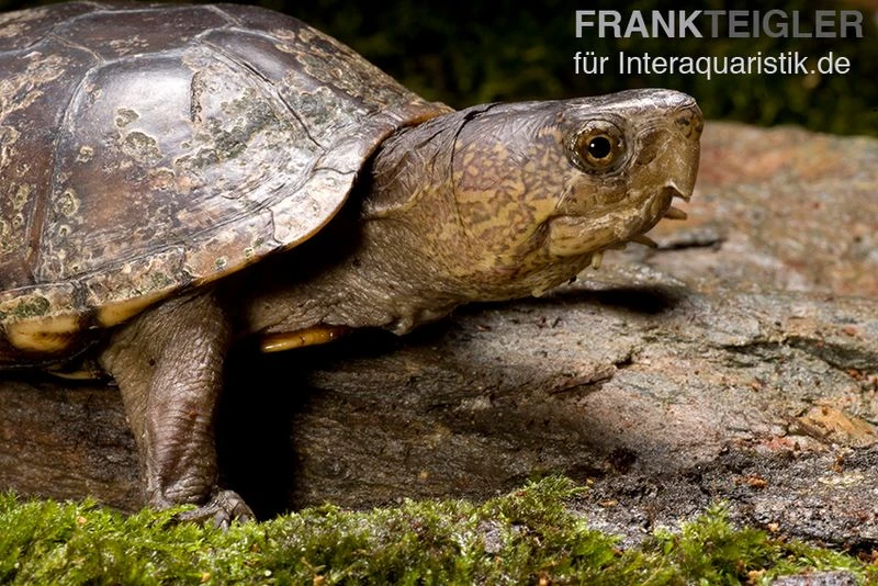 Pennsylvania-Klappschildkröte, Kinosternon Subrubrum 4 Pennsylvania-Klappschildkröte, Kinosternon Subrubrum - Image 2