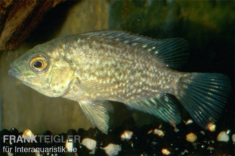 Perlcichlide, Herichthys Cyanoguttatus 3 Perlcichlide, Herichthys Cyanoguttatus