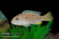 Perle Von Likoma, Melanochromis Joanjohnsonae 7 Perle Von Likoma, Melanochromis Joanjohnsonae -AQUATLATI Geschaft Perle von Likoma Melanochromis exasperatus 3