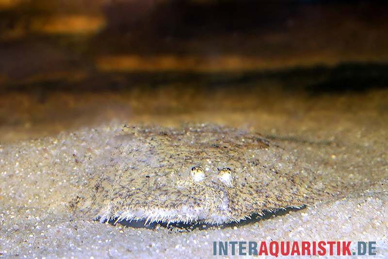 Peru-Süßwasserflunder, Hypoclinemus Mentalis 3 Peru-Süßwasserflunder, Hypoclinemus Mentalis