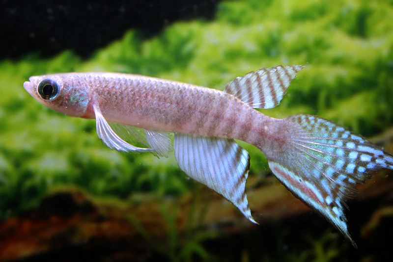 Peruanischer Fächerkärpfling, Pterolebias Peruensis 3 Peruanischer Fächerkärpfling, Pterolebias Peruensis