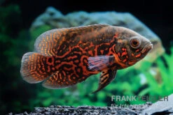 Pfauenaugenbuntbarsch "Black Tiger", Astronotus Ocellatus