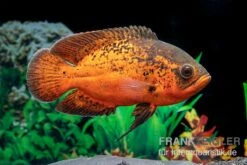 Pfauenaugenbuntbarsch "Smooth Red", Astronotus Ocellatus "Smooth Red" 5 Pfauenaugenbuntbarsch "Smooth Red", Astronotus Ocellatus "Smooth Red" -AQUATLATI Geschaft Pfauenaugenbuntbarsch Smooth Red Astronotus ocellatus 2