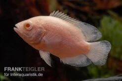 Albino Oscar, Pfauenaugenbuntbarsch, Astronotus Ocellatus