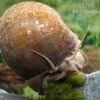 Afrikanische Riesen-Apfelschnecke, Pila Wernei 1 Afrikanische Riesen-Apfelschnecke, Pila Wernei -AQUATLATI Geschaft Pila wernei 2a