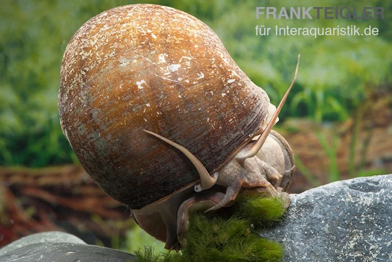 Afrikanische Riesen-Apfelschnecke, Pila Wernei 3 Afrikanische Riesen-Apfelschnecke, Pila Wernei