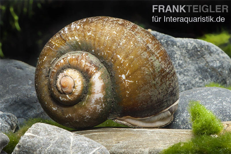 Afrikanische Riesen-Apfelschnecke, Pila Wernei 4 Afrikanische Riesen-Apfelschnecke, Pila Wernei - Image 2