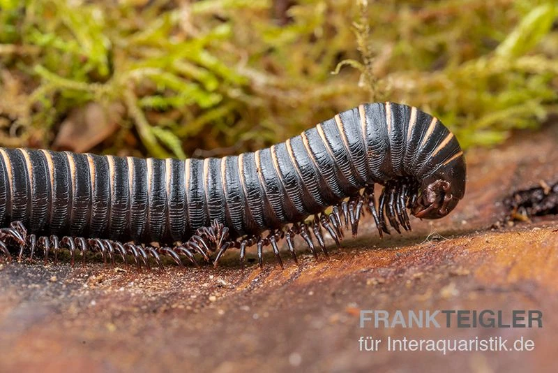 Pink Gestreifter Tausendfüßer, Odontostreptus Sjoestedti 4 Pink Gestreifter Tausendfüßer, Odontostreptus Sjoestedti – Bild 2