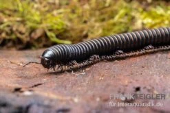 Pink Gestreifter Tausendfüßer, Odontostreptus Sjoestedti 10 Pink Gestreifter Tausendfüßer, Odontostreptus Sjoestedti -AQUATLATI Geschaft Pink gestreifter Tausendfuesser Odontostreptus sjoestedti 4