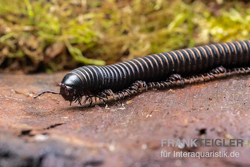 Pink Gestreifter Tausendfüßer, Odontostreptus Sjoestedti 6 Pink Gestreifter Tausendfüßer, Odontostreptus Sjoestedti – Bild 4