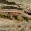 Pinkbauch-Stachelleguan, Sceloporus Variabilis