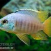 Placidochromis Spec. JALO REEF, DNZ 1 Placidochromis Spec. JALO REEF, DNZ -AQUATLATI Geschaft Placidochromis spec JALO REEF