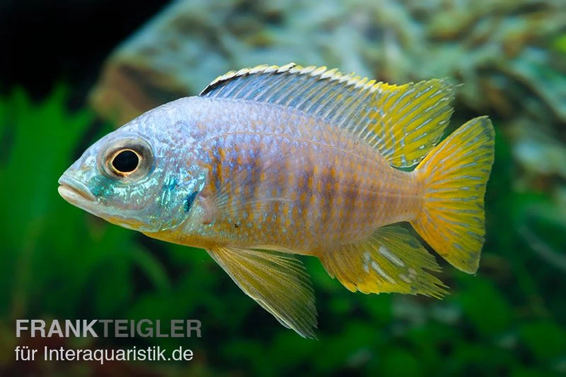 Placidochromis Spec. JALO REEF, DNZ 3 Placidochromis Spec. JALO REEF, DNZ