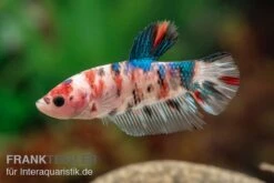 Plakat Kampffisch Koi, Männchen, Betta Splendens -AQUATLATI Geschaft Plakat Kampffisch Koi Betta Plakat Koi Maennchen 3